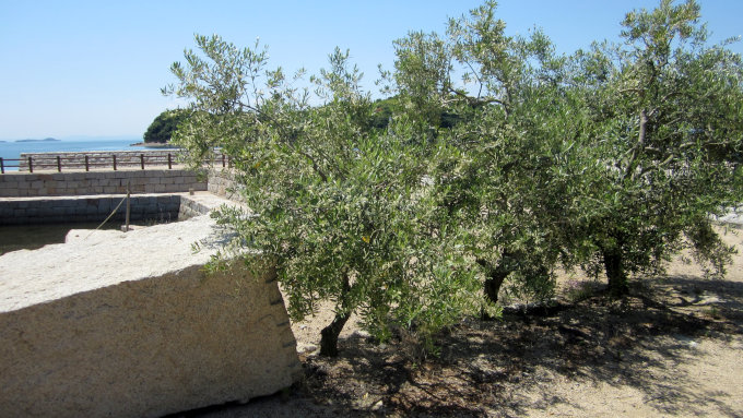 大坂城残石記念公園の残石とオリーブの木